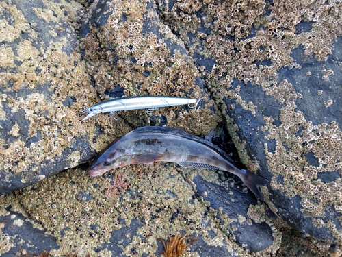 ホッケの釣果