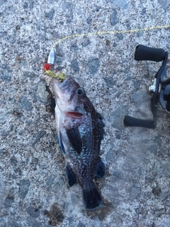 キツネメバルの釣果