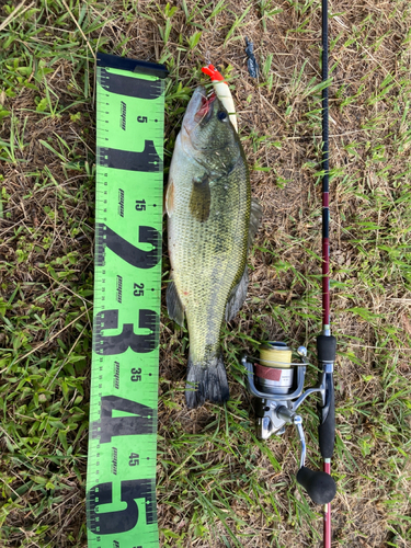 ブラックバスの釣果