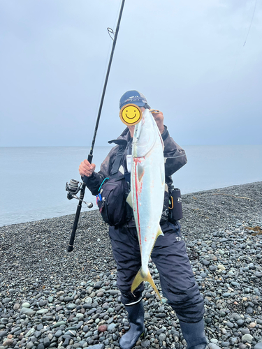 ワラサの釣果