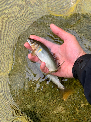 アユの釣果