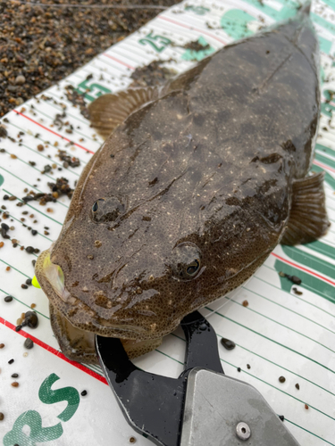 マゴチの釣果