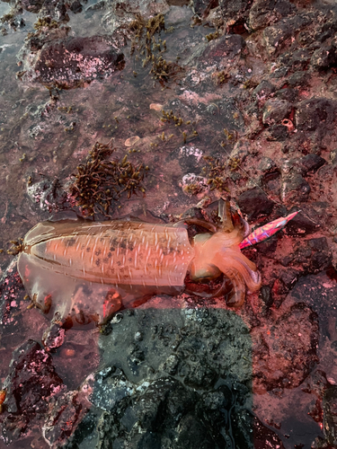 アオリイカの釣果