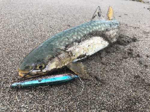 アメマスの釣果