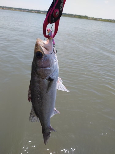 マルスズキの釣果