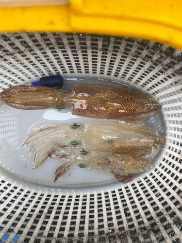 マメイカの釣果