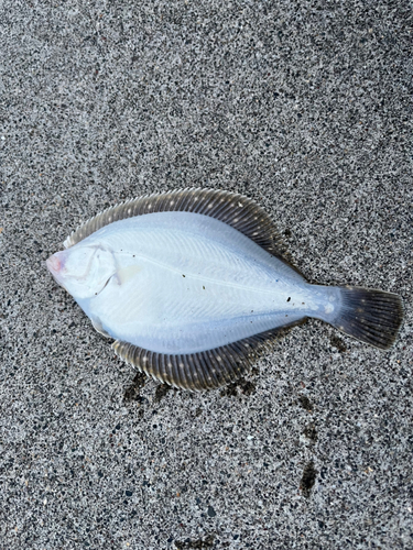 カレイの釣果