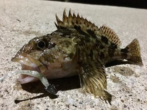 タケノコメバルの釣果