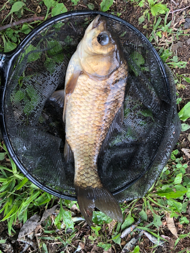 ヘラブナの釣果