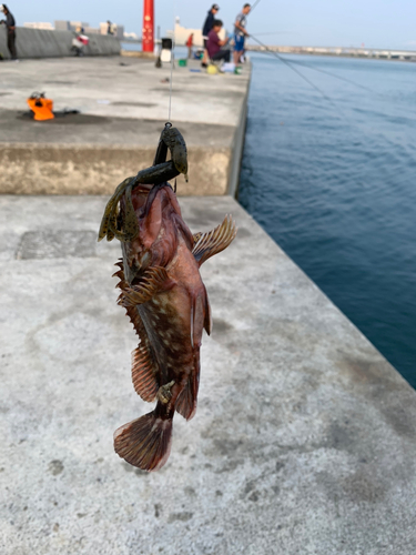 カサゴの釣果