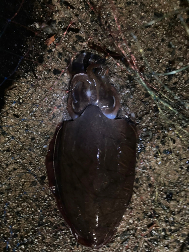 モンゴウイカの釣果