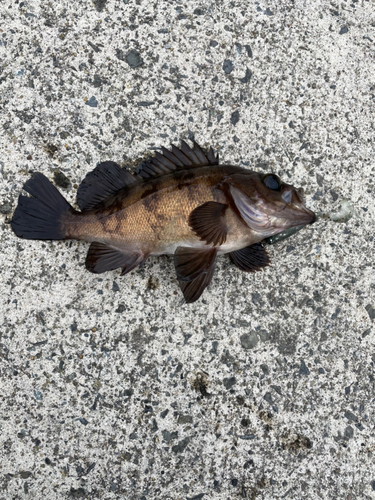 メバルの釣果