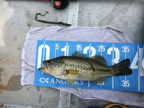 ブラックバスの釣果