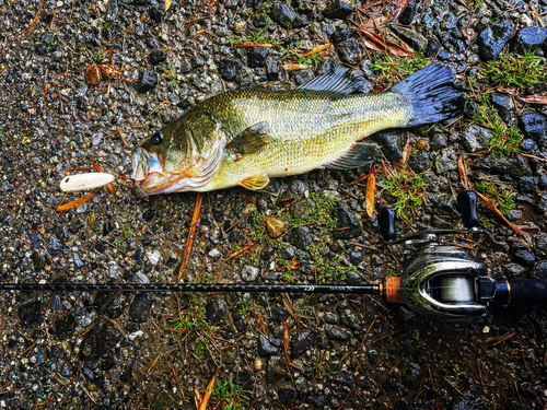 ブラックバスの釣果