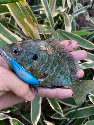 ブルーギルの釣果