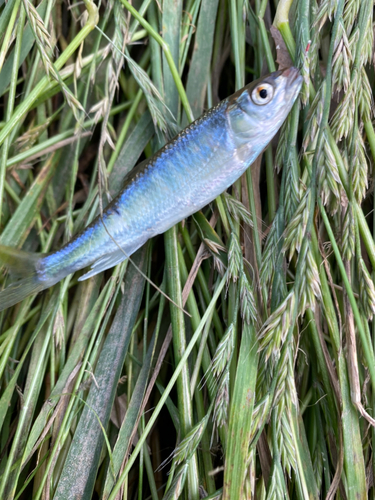 オイカワの釣果