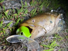 ナマズの釣果