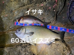 オナガグレの釣果