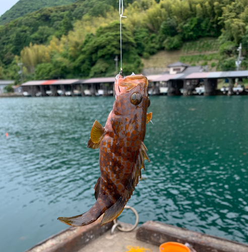 キジハタの釣果