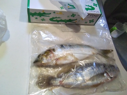 イシモチの釣果