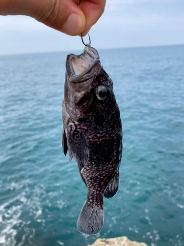 クロソイの釣果