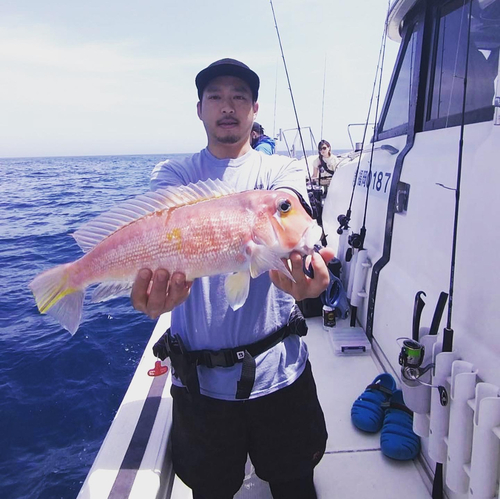 アマダイの釣果