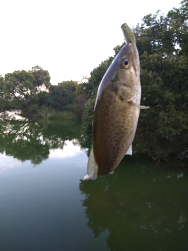 釣果