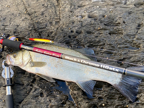 ヒラスズキの釣果