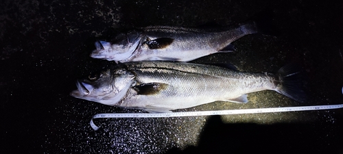 スズキの釣果