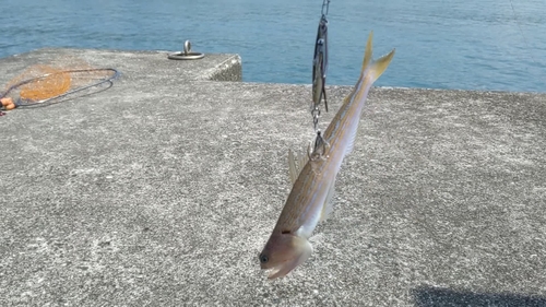 エソの釣果