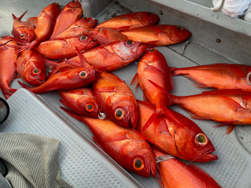 キンメダイの釣果