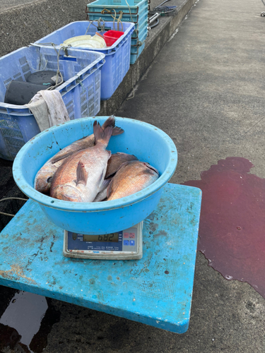 マダイの釣果