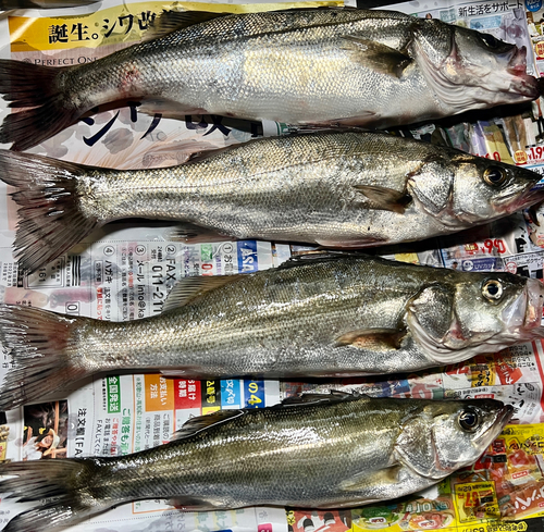 シーバスの釣果