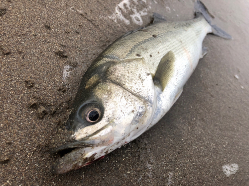 フッコ（マルスズキ）の釣果