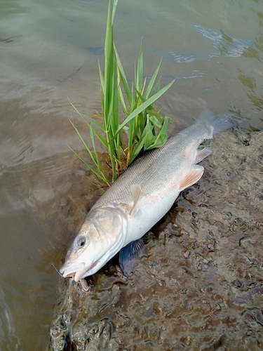 ウグイの釣果