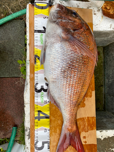 マダイの釣果