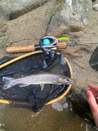 イワナの釣果