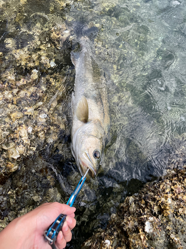 スズキの釣果