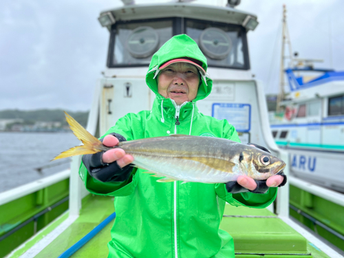 マアジの釣果