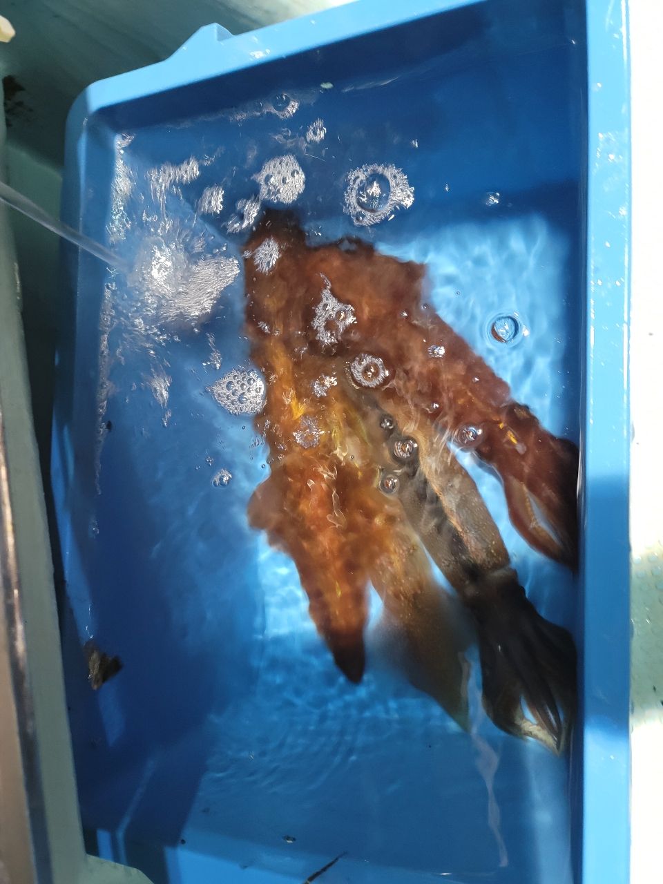 隆Takaさんの釣果 3枚目の画像