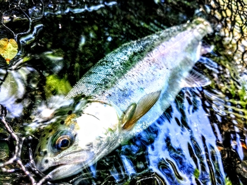 ニジマスの釣果