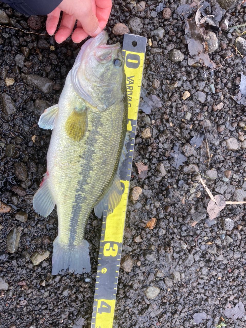 ラージマウスバス