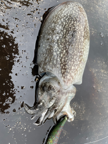 シリヤケイカの釣果