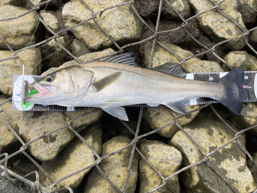 シーバスの釣果