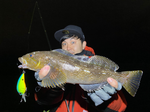 アイナメの釣果