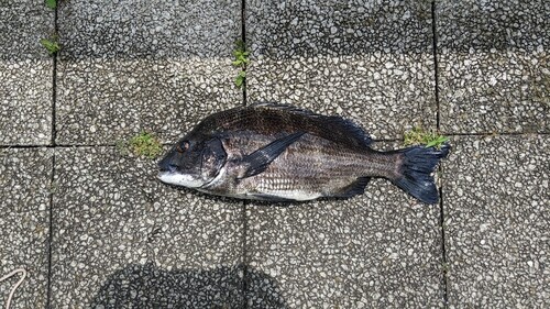 クロダイの釣果