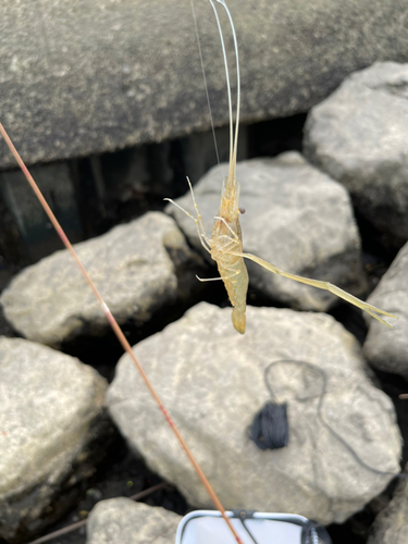 テナガエビの釣果