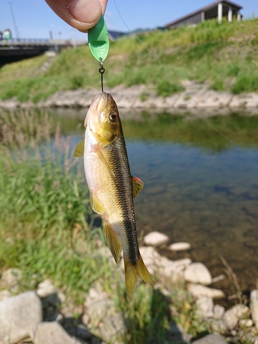 カワムツの釣果