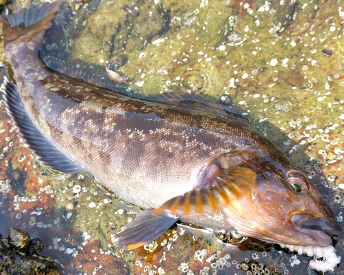 アブラコの釣果