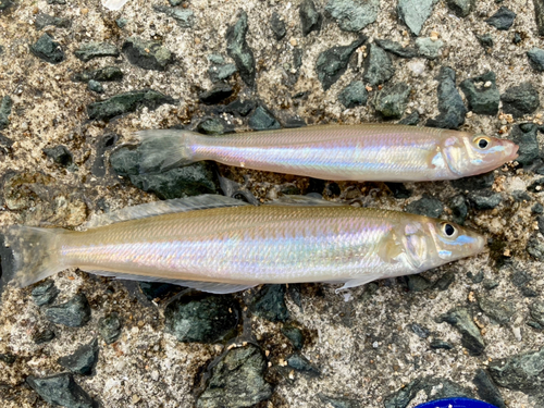 キスの釣果